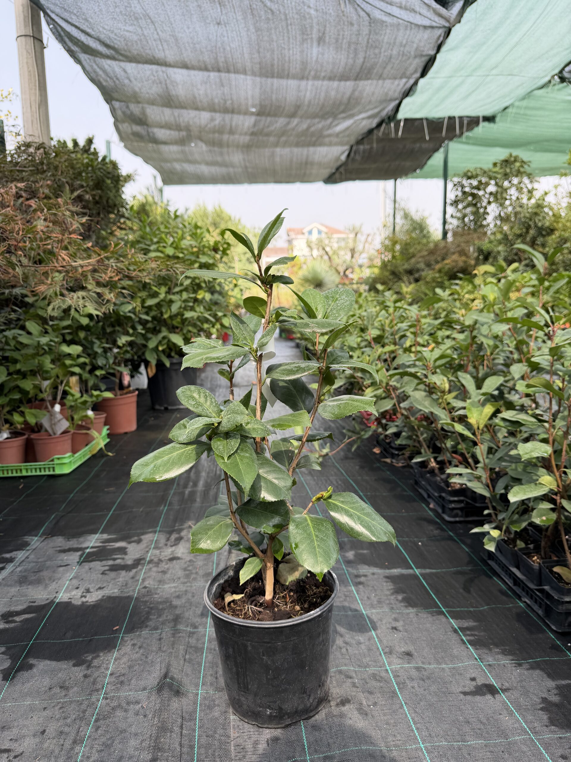3259 CAMELIA JAPONICA C3