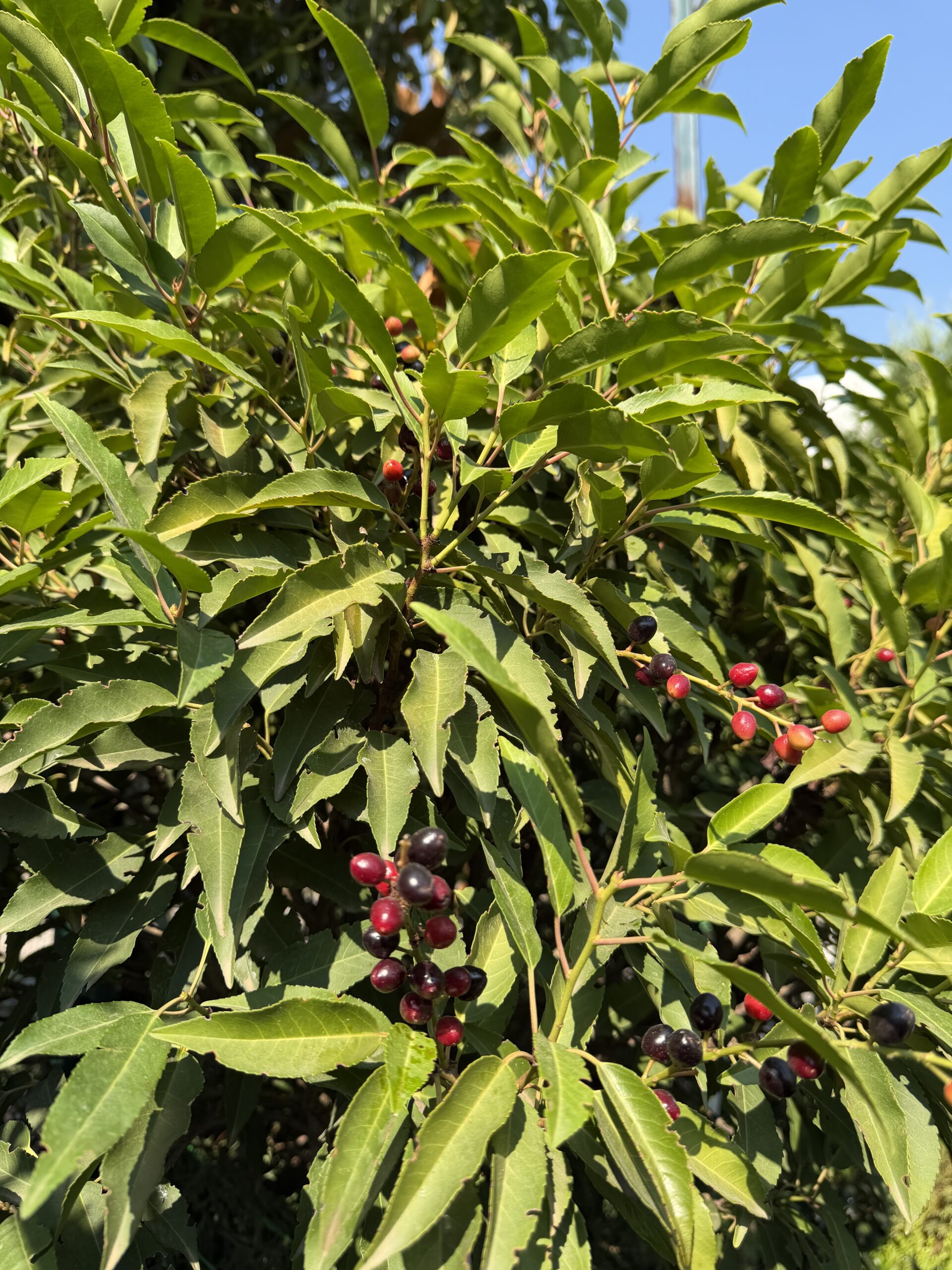 1265 PRUNUS LUSITANICA ANGUSTIFOLIA C20 1/2 STD - Image 3