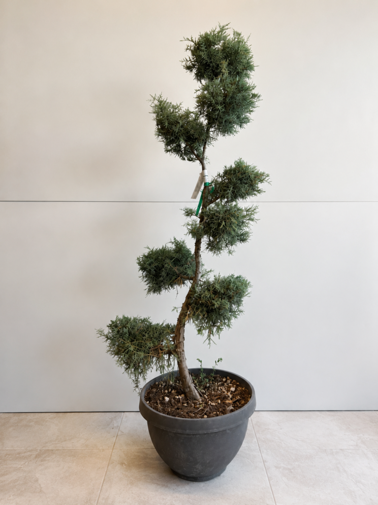 2923 JUNIPERUS VIRGINIANA GREY OWL C30 FLAT BONSAI D80/100