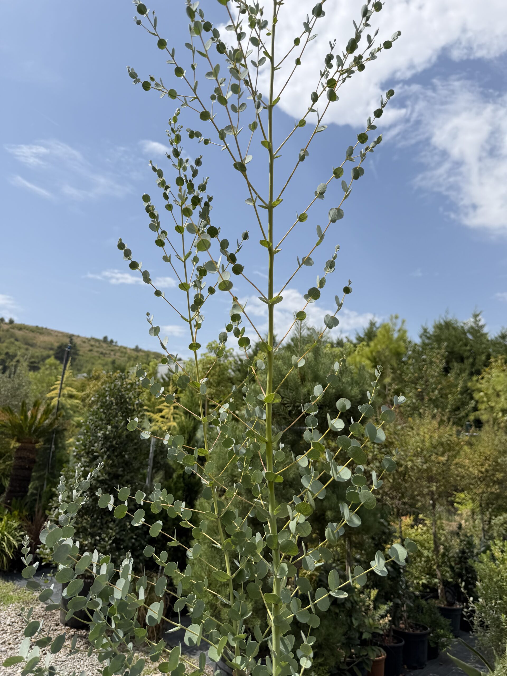 2752 EUCALYPTUS GUNNI CESP/BUSH 24 - Image 2