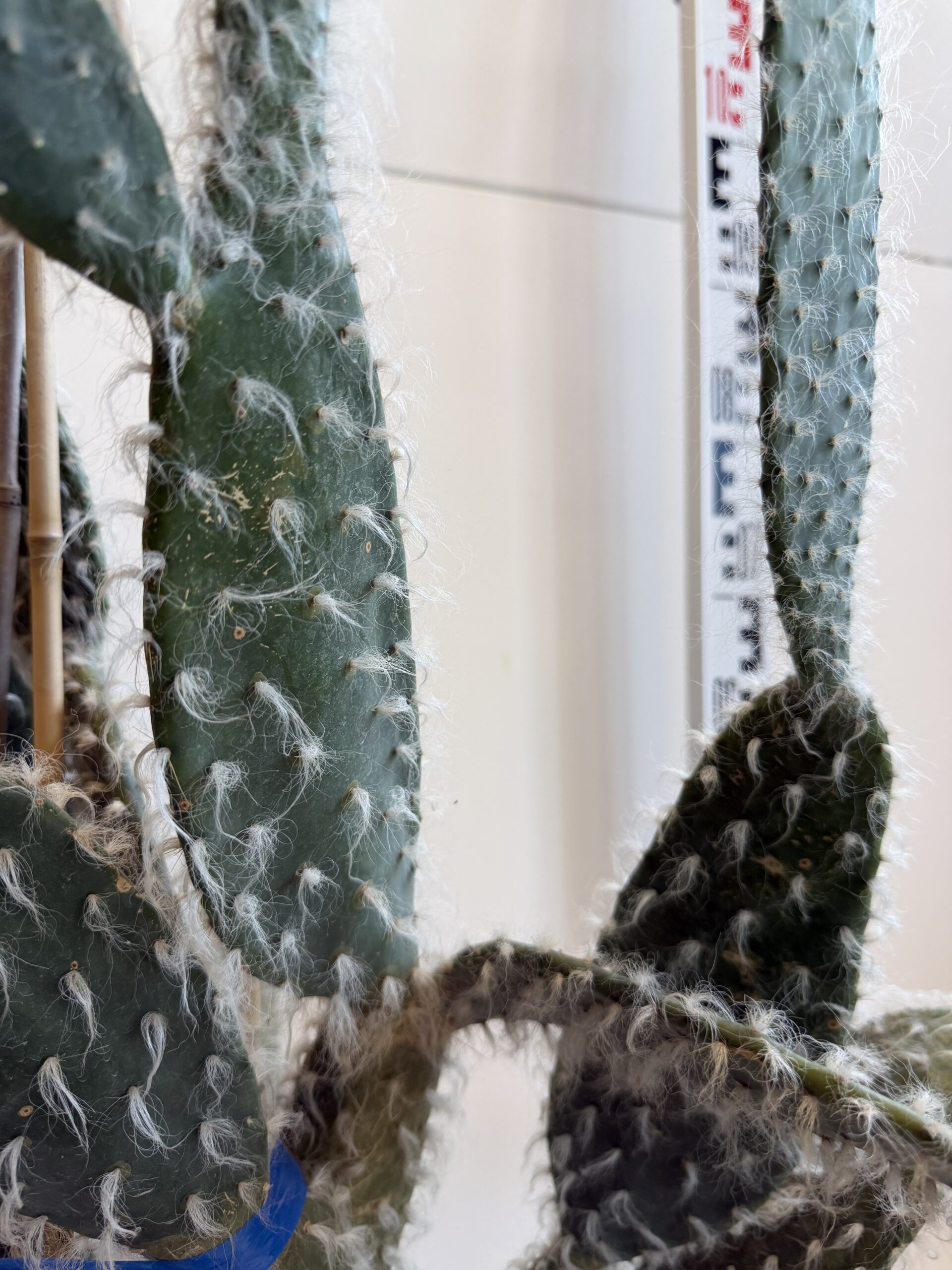 3271 OPUNTIA - Image 3