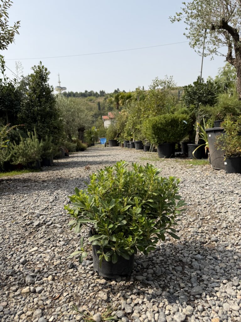 257 PITTOSPORUM TOBIRA
