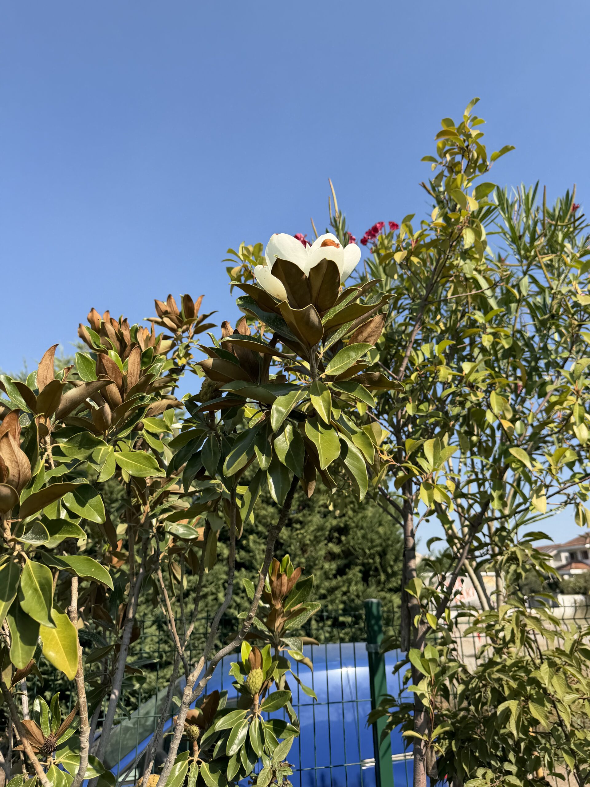 251 MAGNOLIA GRAN. LITTLE GEM C10 - Image 4