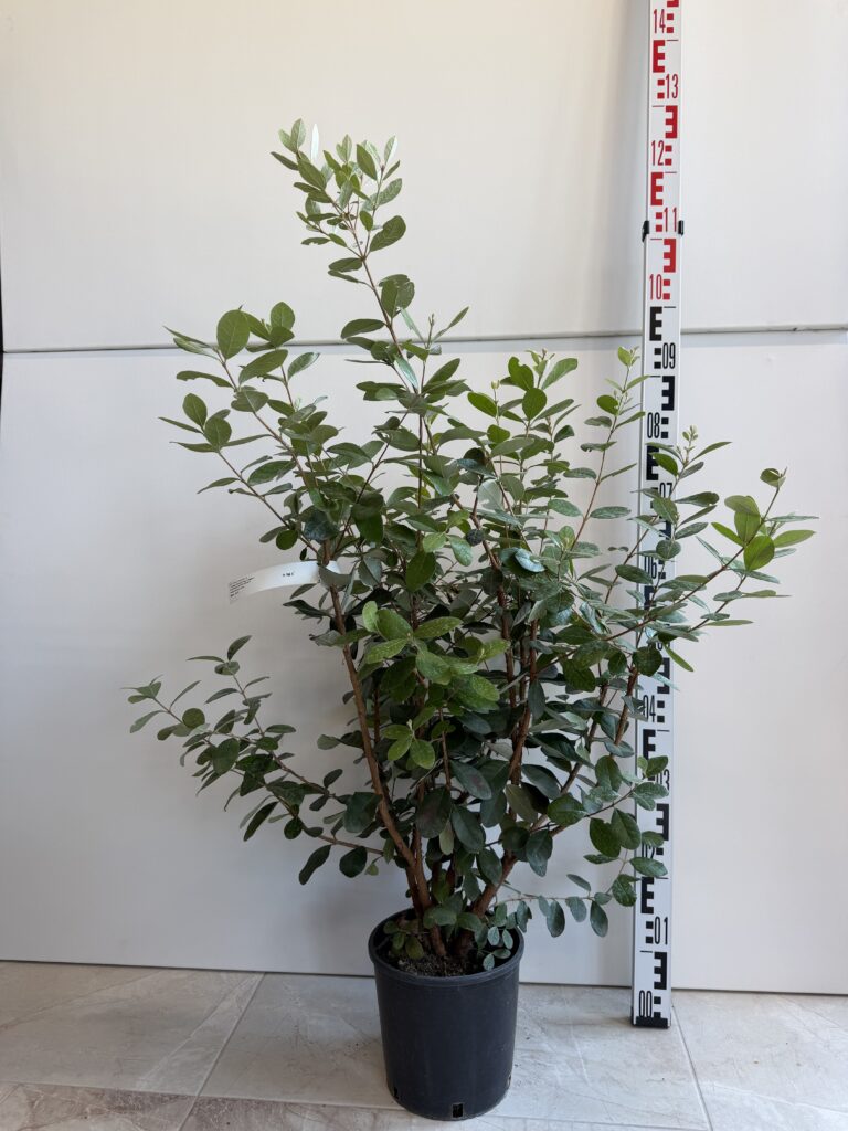 2613 FEIJOA SELLOWIANA