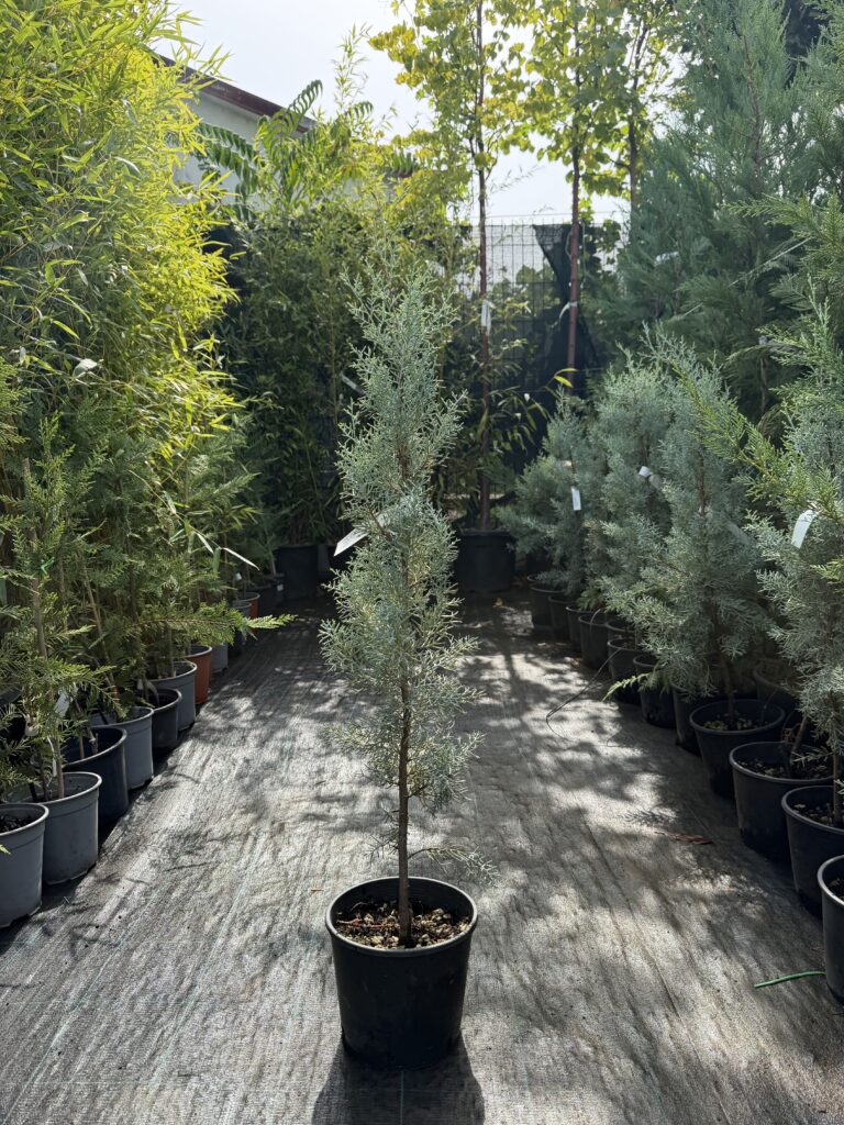 3322 CUPRESSUS ARIZONICA FASTIGIATA AUREA CLT 3