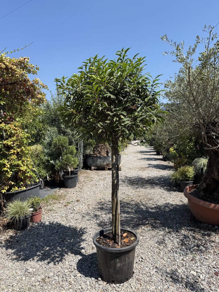 1265 PRUNUS LUSITANICA ANGUSTIFOLIA C20 1/2 STD
