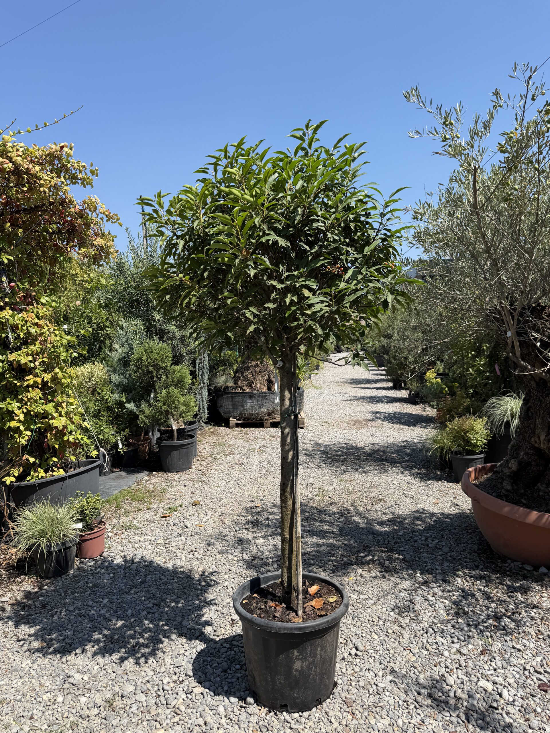 1265 PRUNUS LUSITANICA ANGUSTIFOLIA C20 1/2 STD