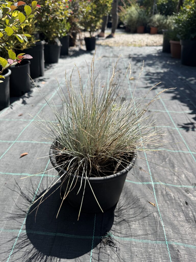 2759 FESTUCA GLAUCA CESP 14