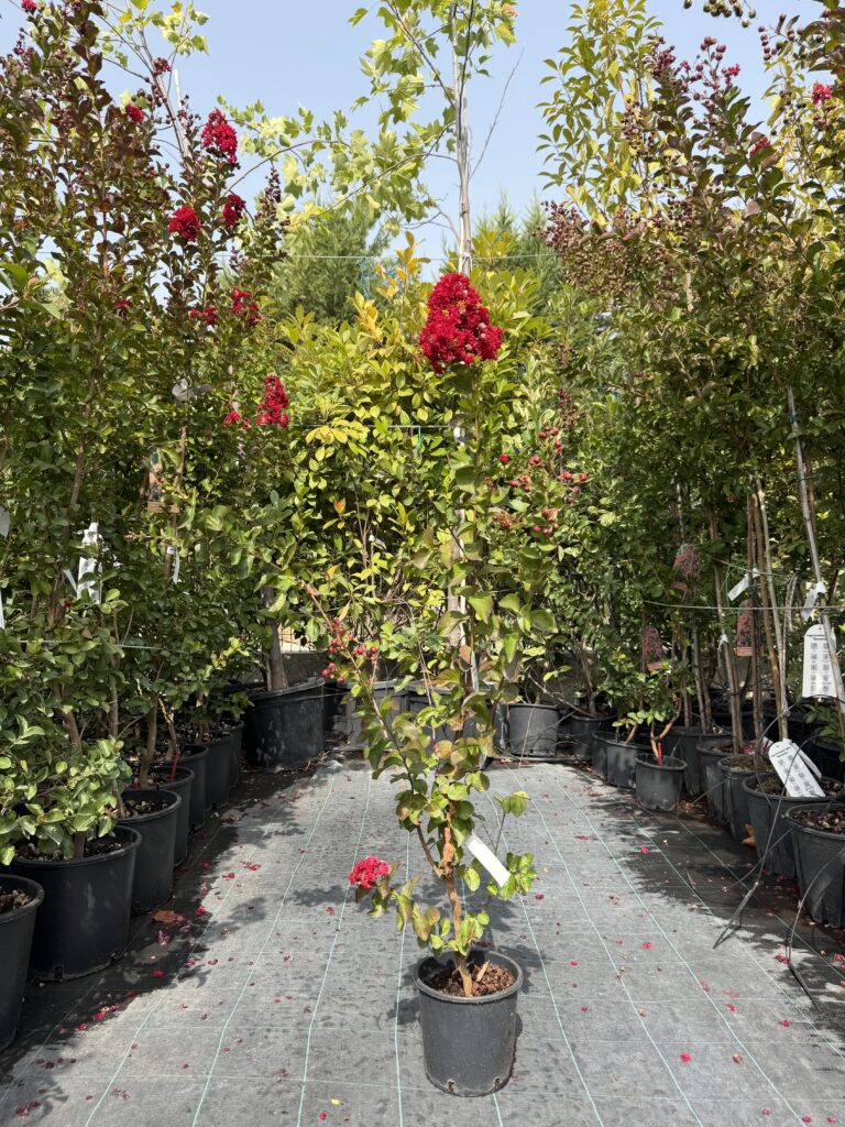 2032 LAGERSTROEMIA INDICA DYNAMITE C3