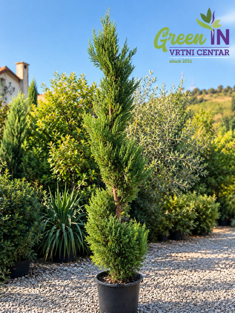 2915 CUPRESSOCYPARIS LEYLANDII VITO C20 SPIRAL H130