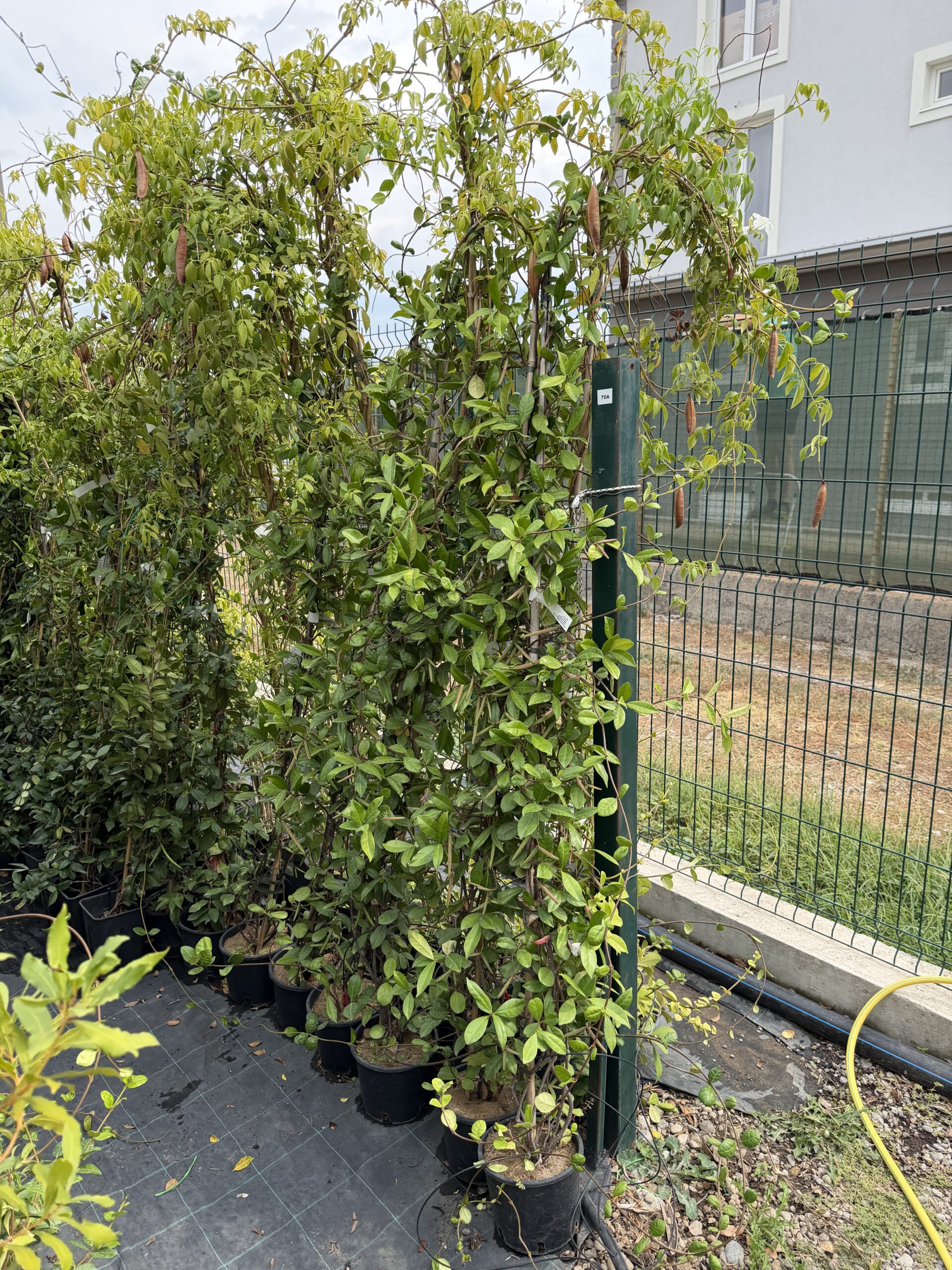1719 RHYNCOSPERMUM JASMINOIDES C3 H180/200