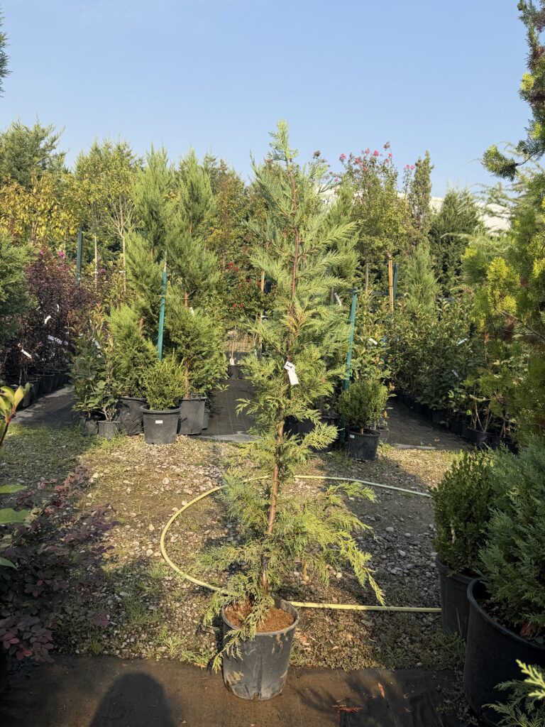1296  CUPRESSOCYPARIS LEYLANDII CLT 10
