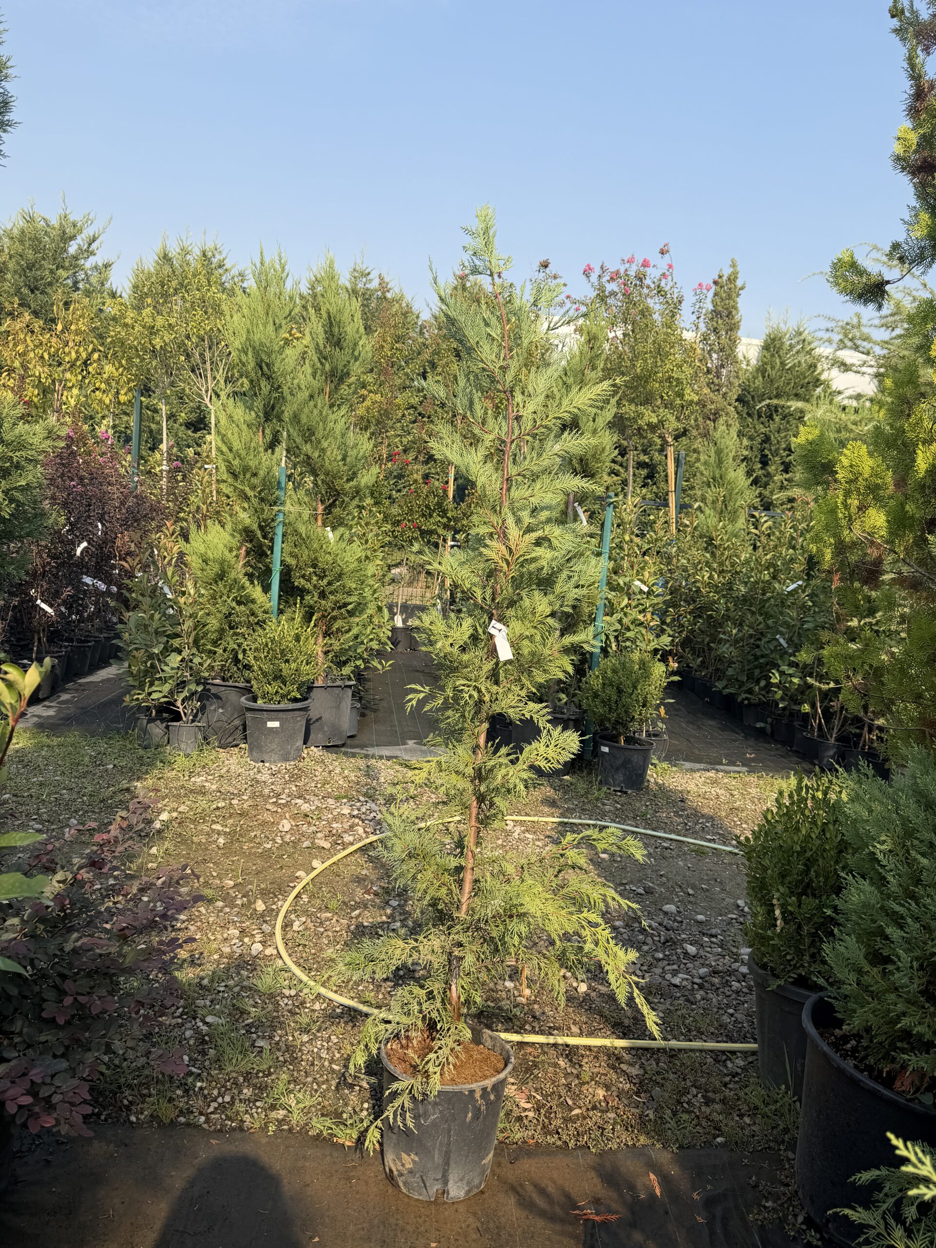 1296 CUPRESSOCYPARIS LEYLANDII CLT 10