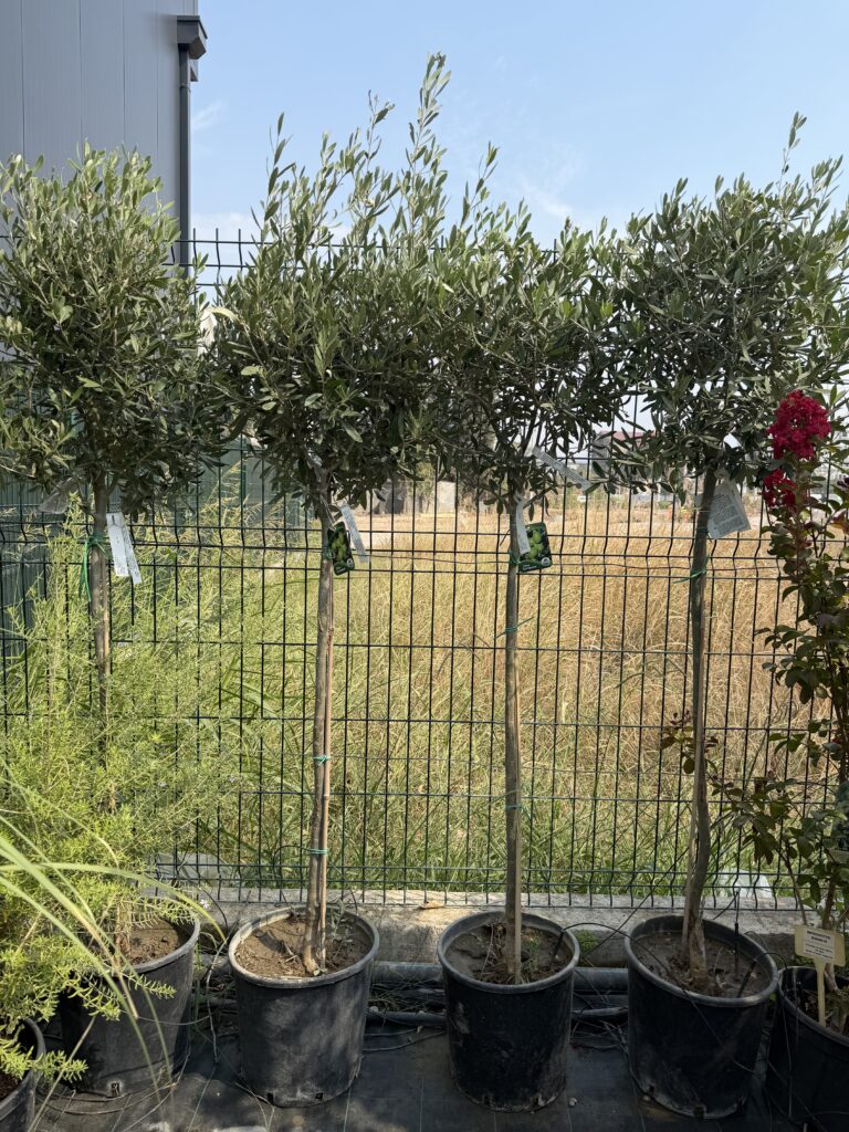 3336 OLEA EUROPEA BALL CIPRESSINO
