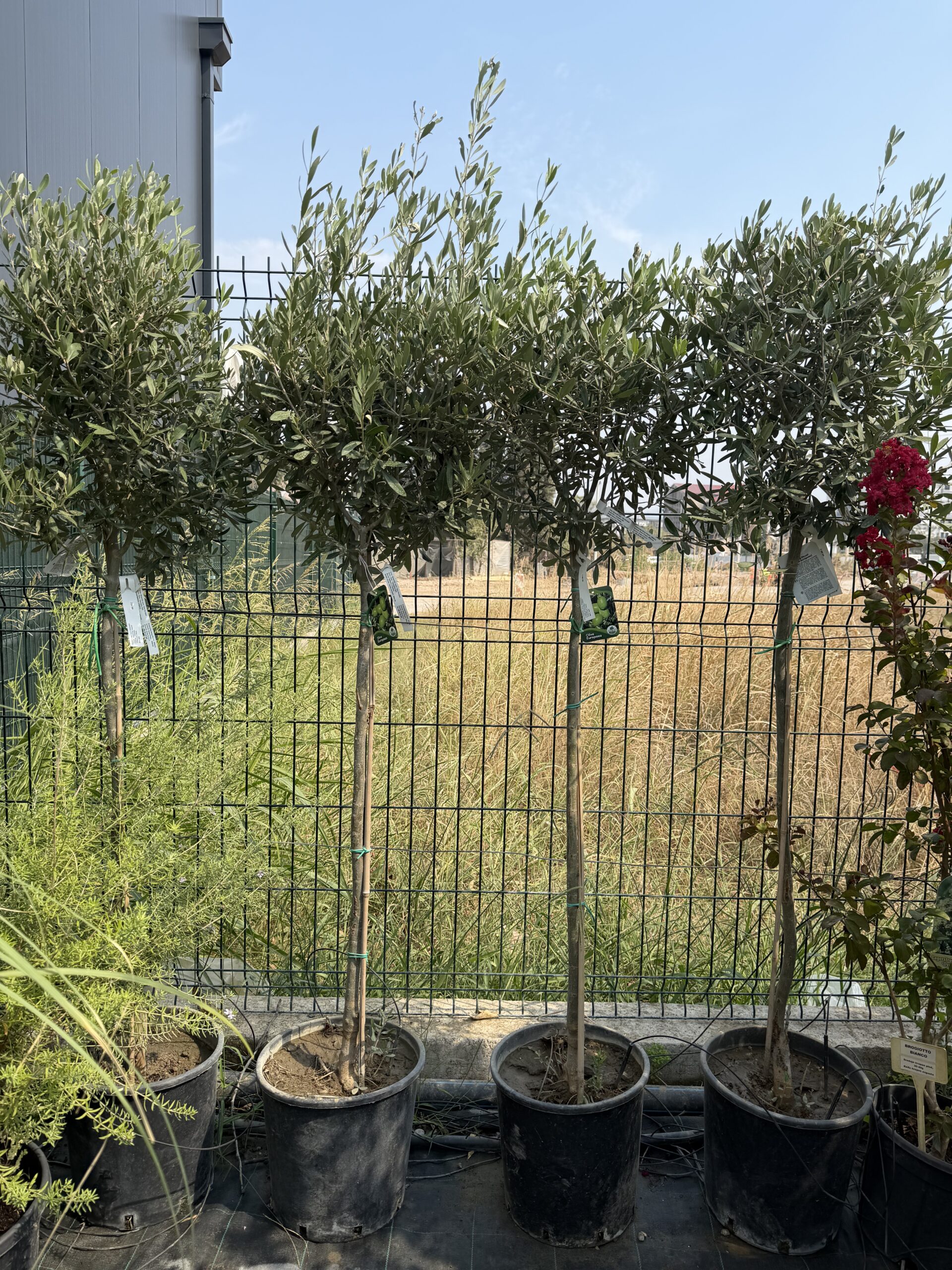 3336 OLEA EUROPEA BALL CIPRESSINO