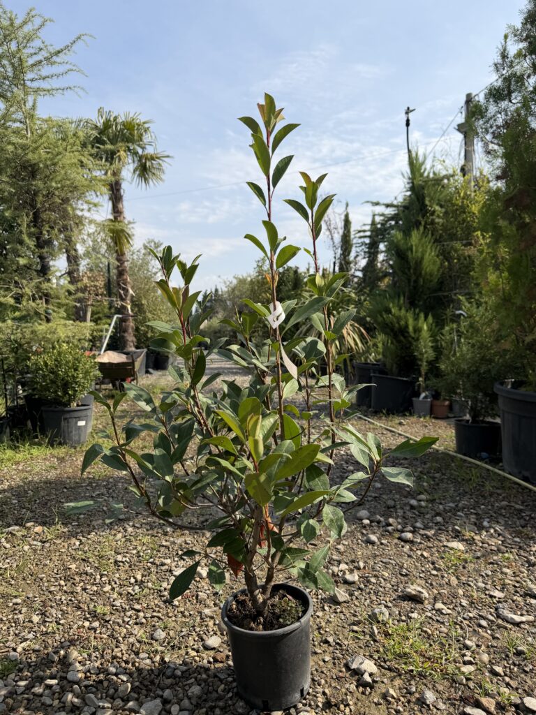 216 PHOTINIA FRASERI RED ROBIN C3