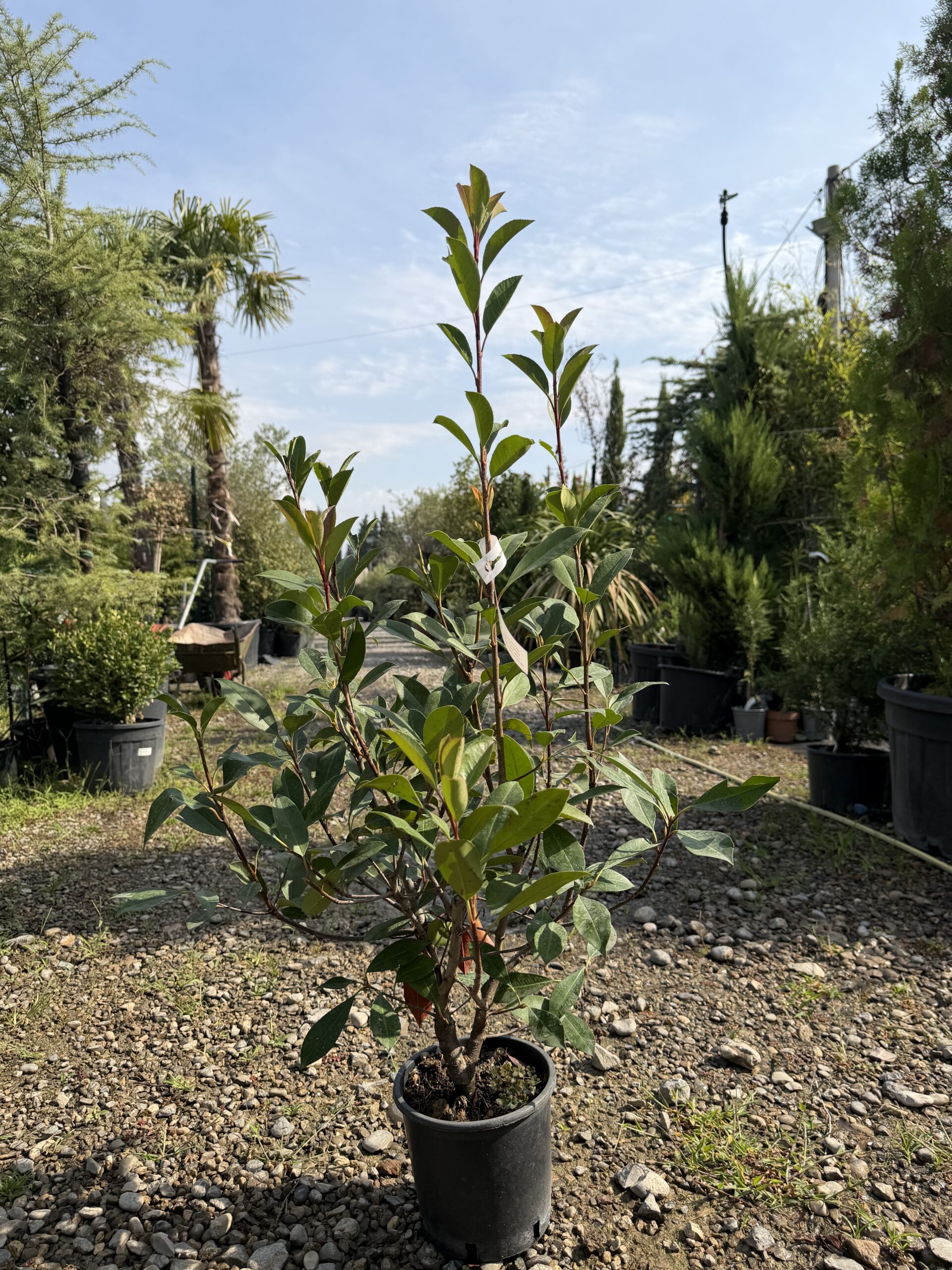 216 PHOTINIA FRASERI RED ROBIN C3