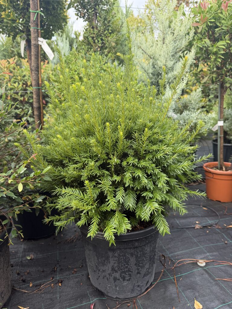 2942 TAXUS MEDIA GROENLAND C18 BALL D 35/40