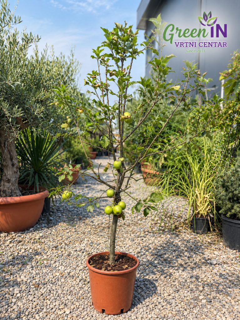 421 MALUS DOMESTICA NANO C12 1/4 STD