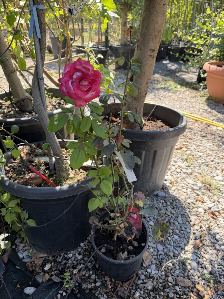 2625 ROSA GRANDIFLORA CLIMBING C3