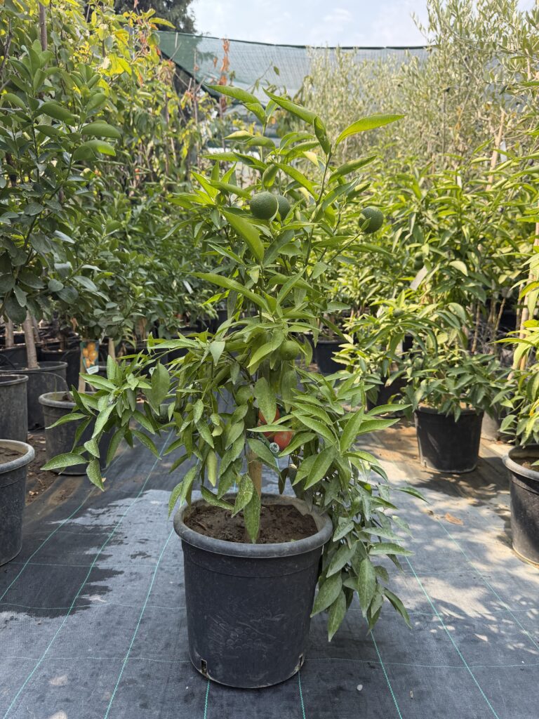 1422 CITRUS RETICULATA KLEMENTINA MINI - 2GOD
