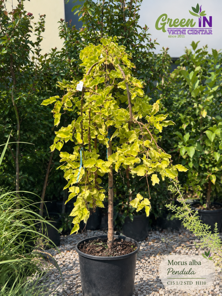 2311 MORUS ALBA PENDULA C15 1/2 STD H110