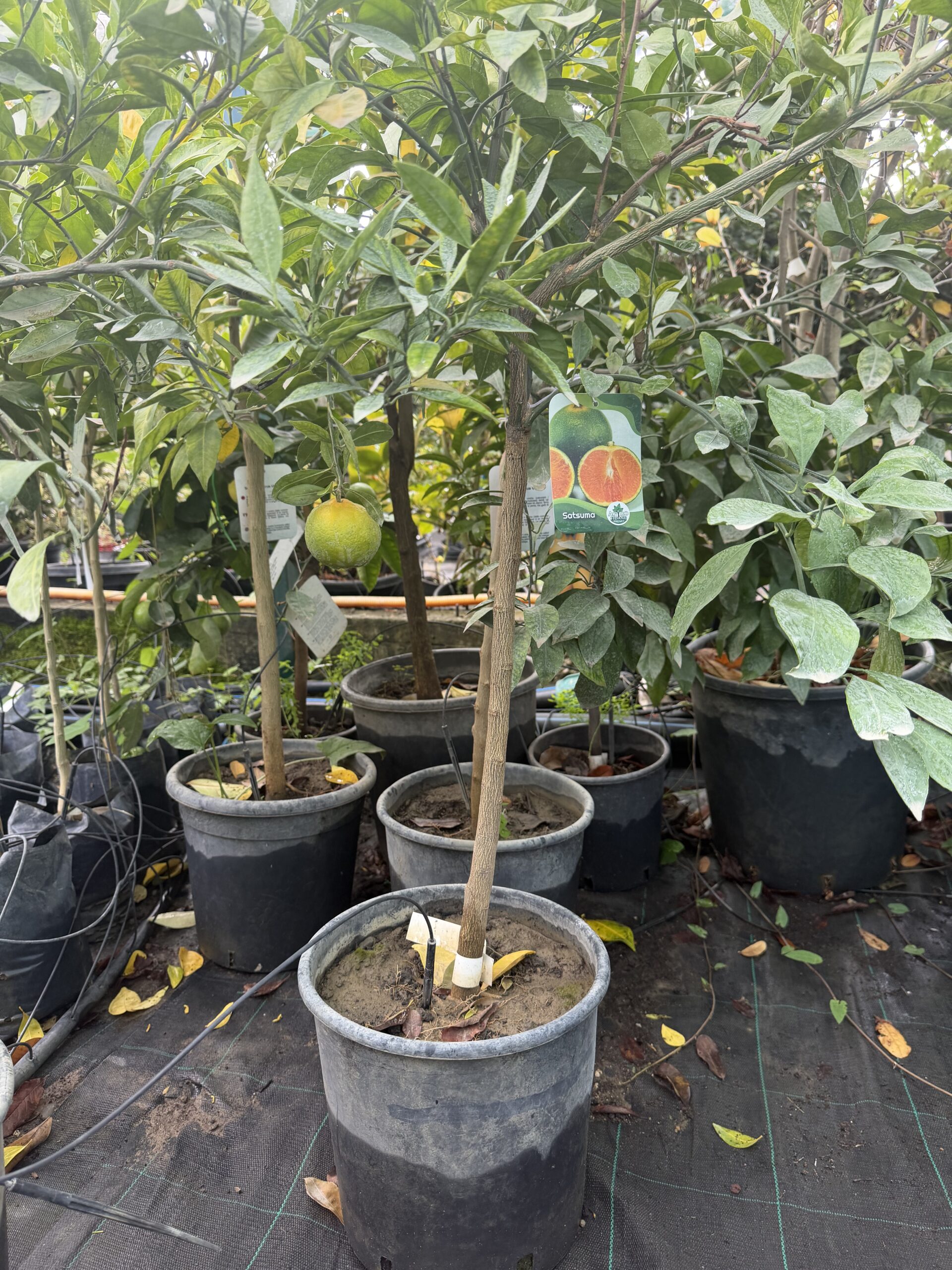 1421 CITRUS RETICULATA SATSUMA V24 - 2 GOD.