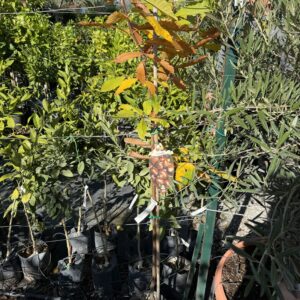 2254 CASTANEA SATIVA C10 1/2 STD