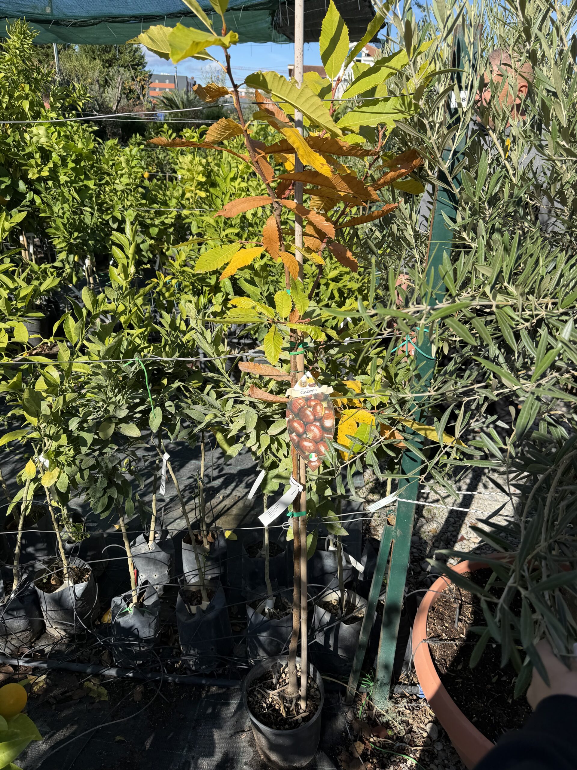 2254 CASTANEA SATIVA C10 1/2 STD