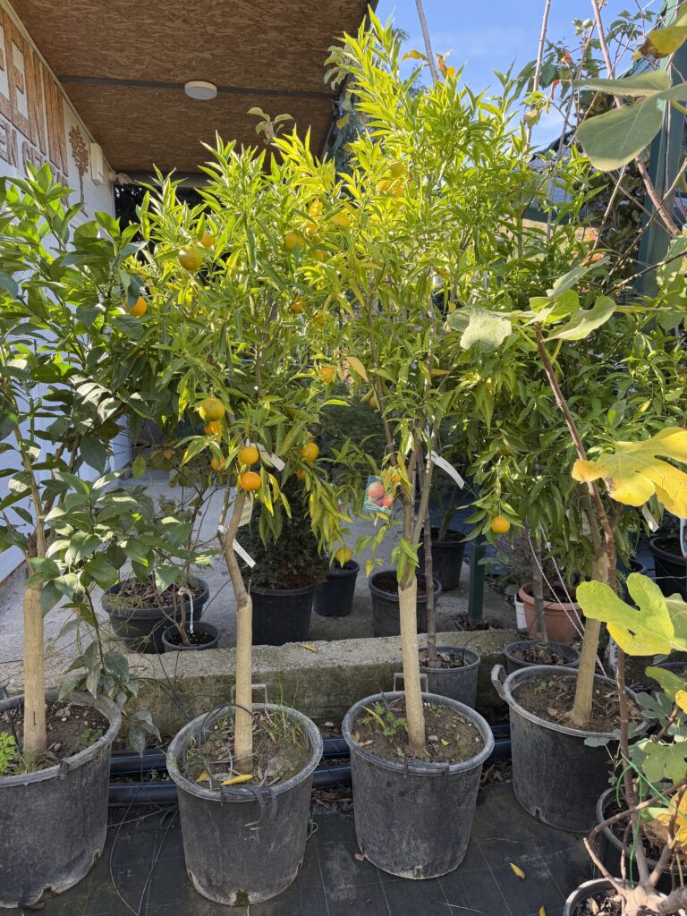 3334 CITRUS RETICULATA KLEMENTINA - 4 GOD.