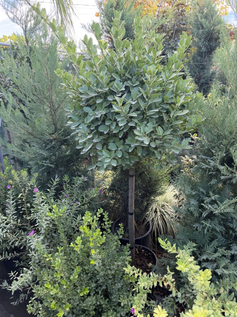 3093 EUONYMUS JAPONICUS C20 1/2 STD HT80