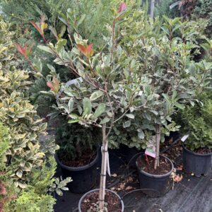 2441 PHOTINIA PINK MARBLE C10 1/4 STD
