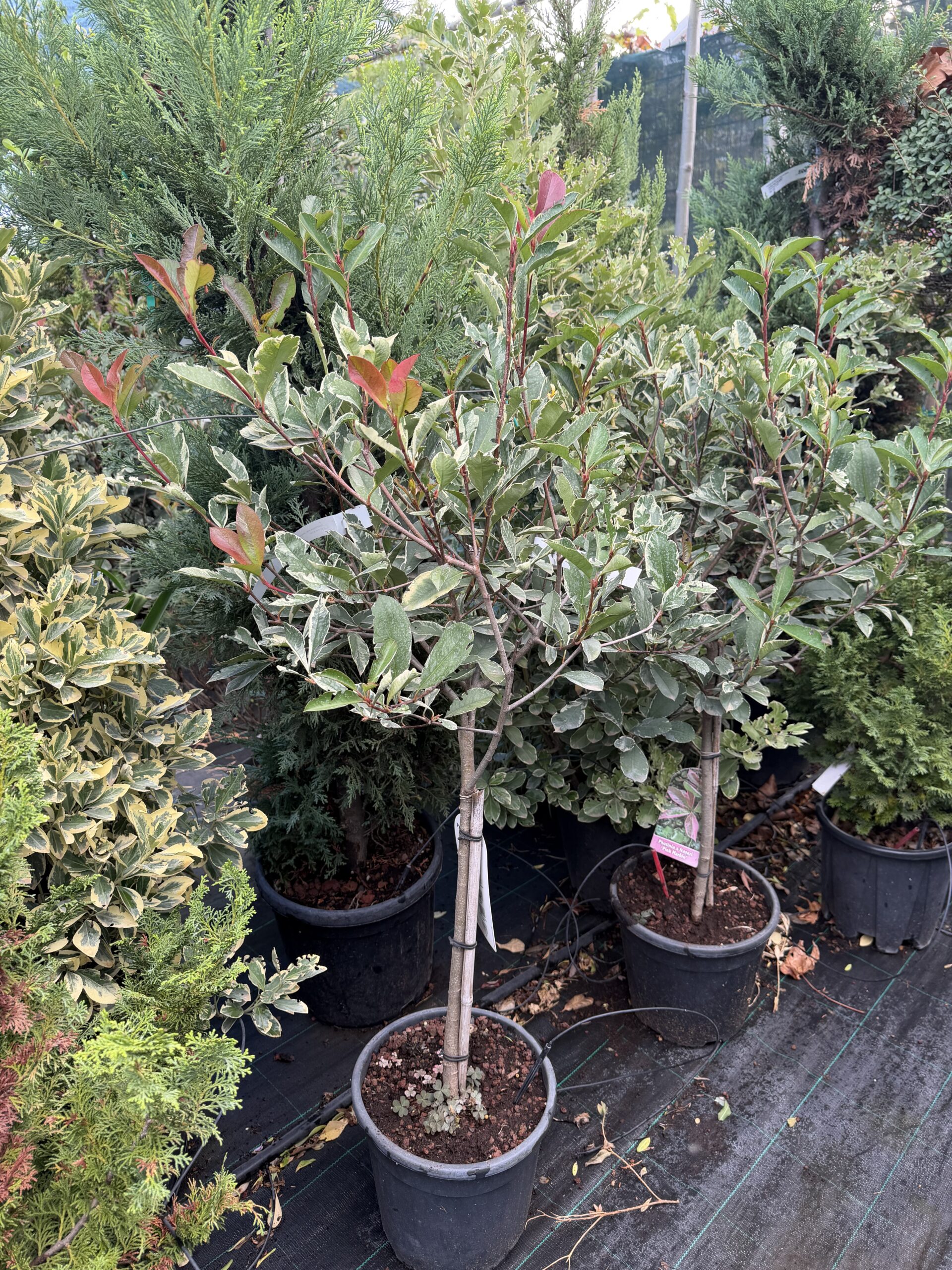 2441 PHOTINIA PINK MARBLE C10 1/4 STD