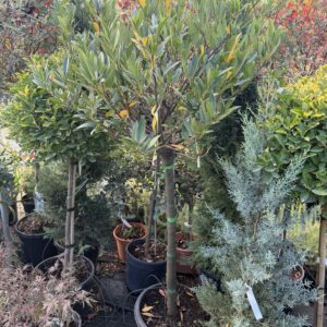 262 PRUNUS LAUROCERASUS OTTO LUYKEN C25 1/2 STD
