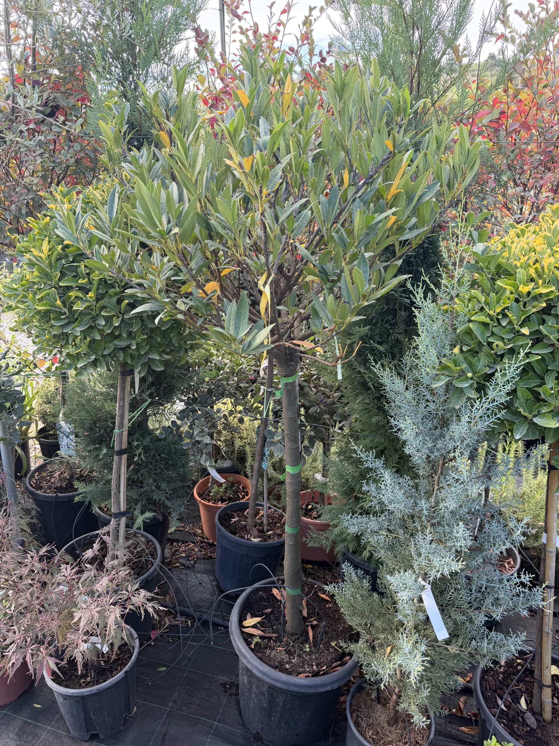 262 PRUNUS LAUROCERASUS OTTO LUYKEN C25 1/2 STD