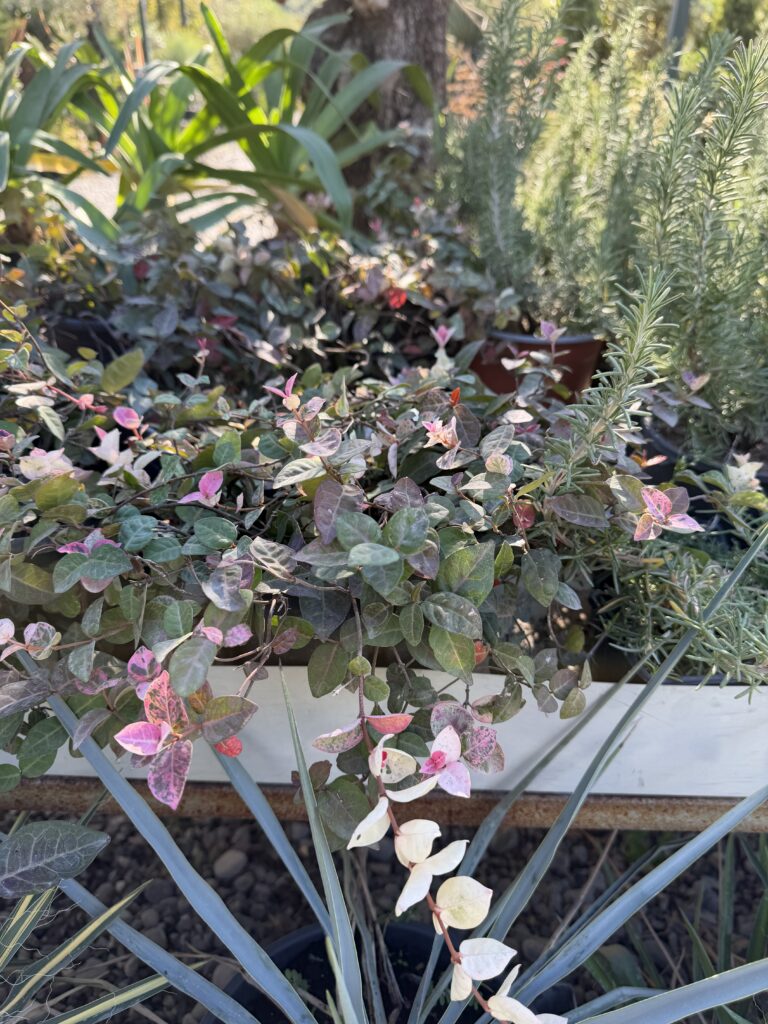 2309 RHYNCOSPERMUM ASIATICUM TRICOLOR C3