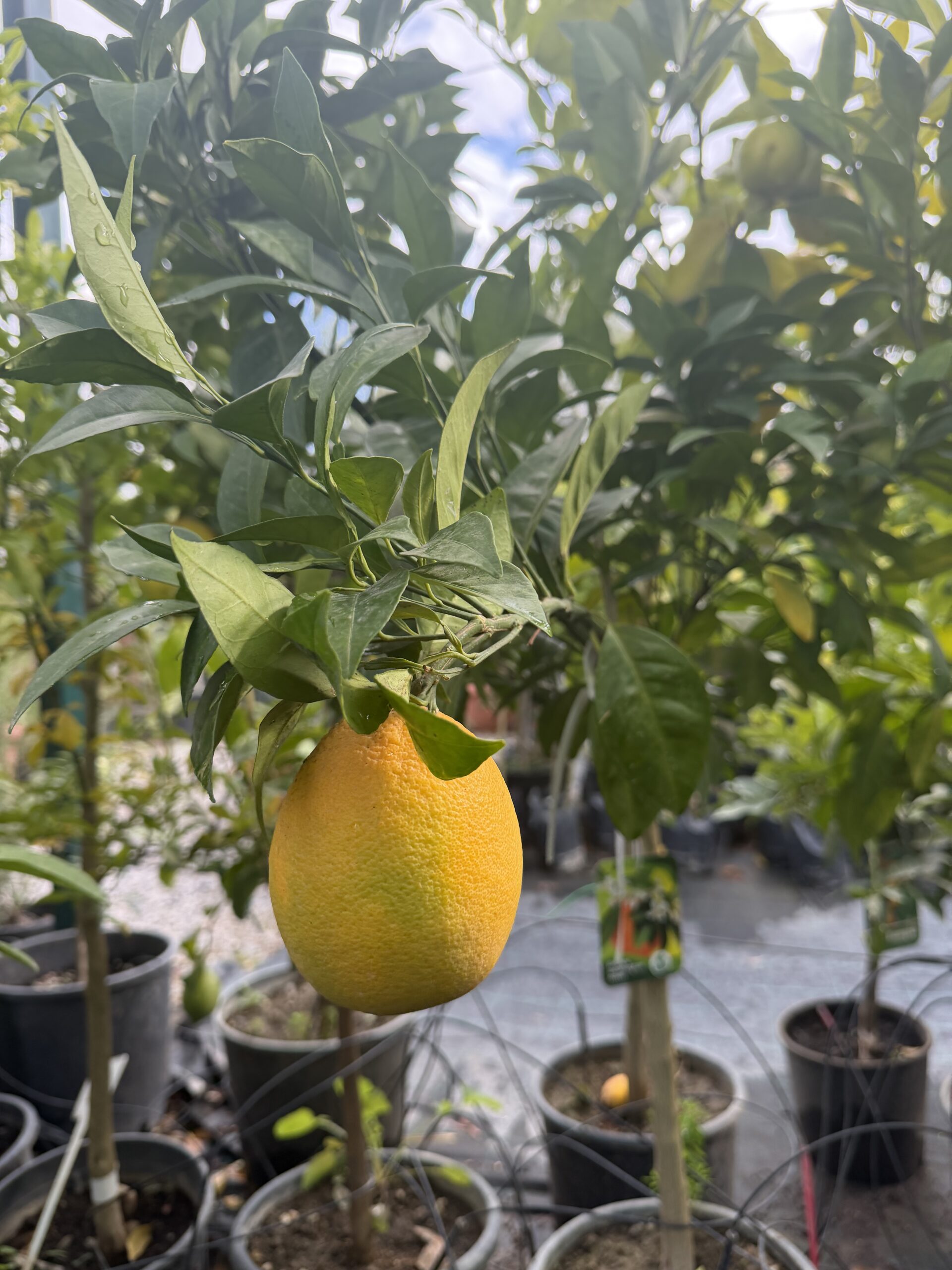 3333 CITRUS SINENSIS W.NAVEL MINI 2.GOD - Image 2