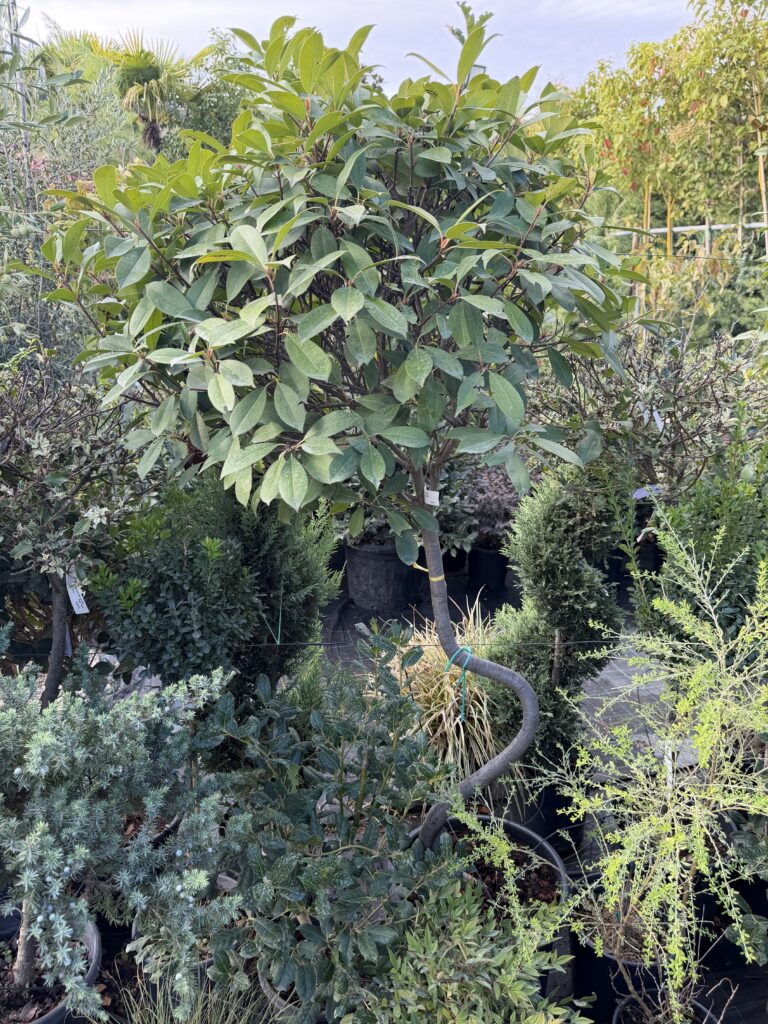 3282 PHOTINIA FRASERI RED ROBIN C25 1/2 STD WITH S STEM