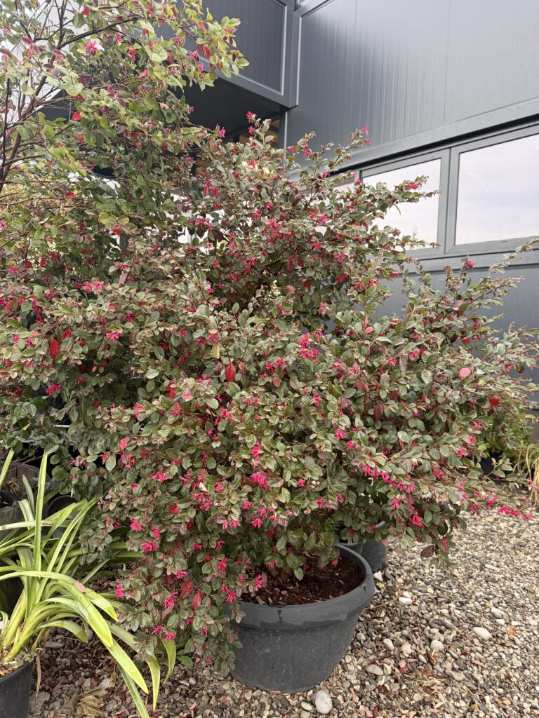 461 LOROPETALUM CH. BLACK PEARL BONSAI IN DECOPOT H120